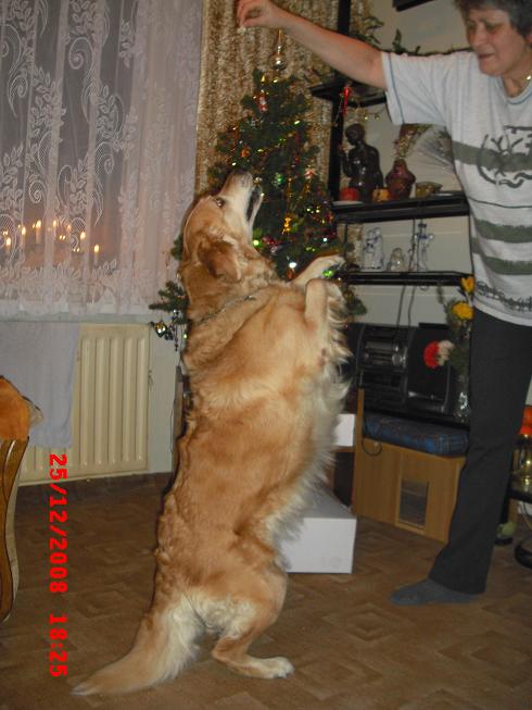 Bára