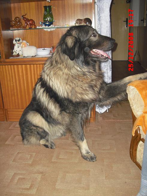 Adon