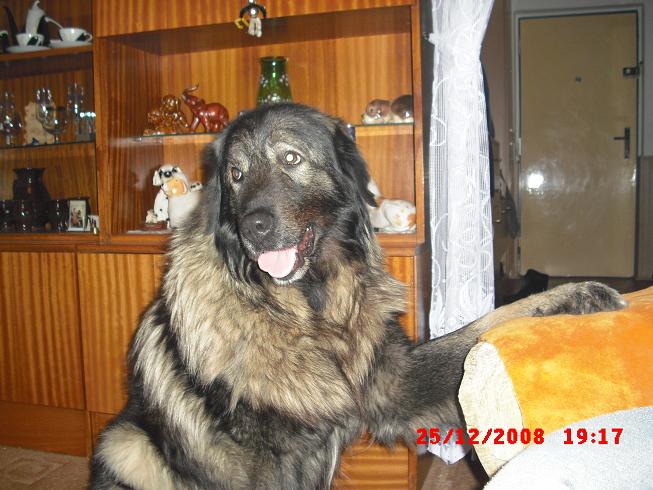 Kuk