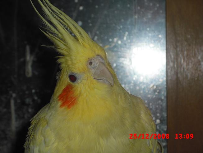 Kuba